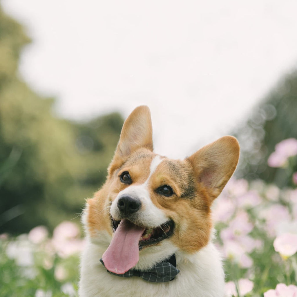 Dog Cute Fashion Bow Tie Handmade Bow Collar