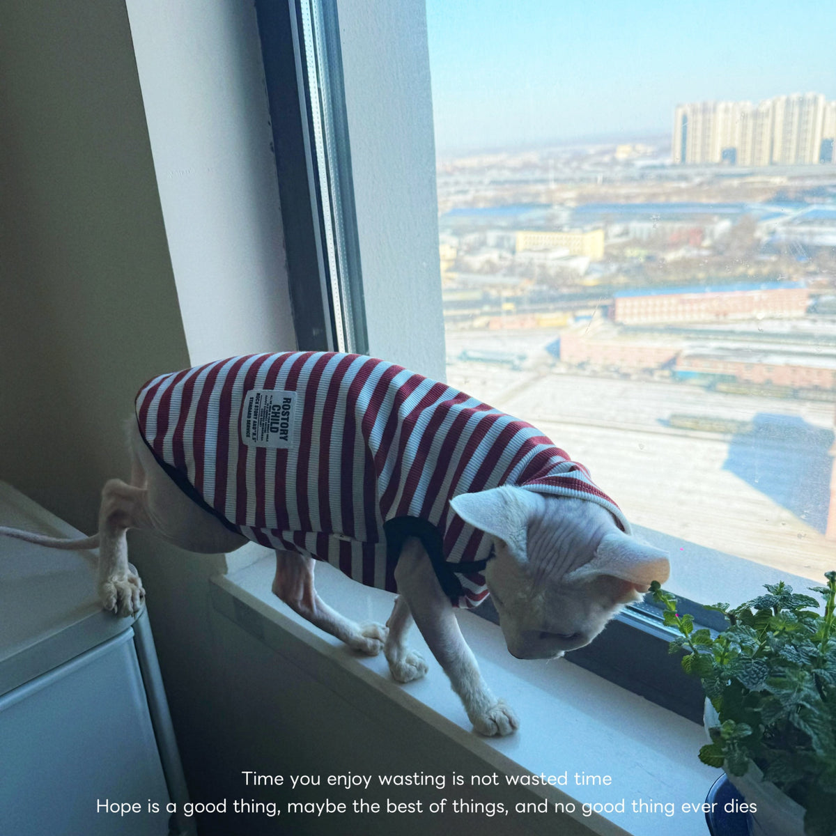 Sphynx Cat Spring Sleeveless Shirt Red And White Striped Fashion Clothes For Hairless Cats Devon Rex