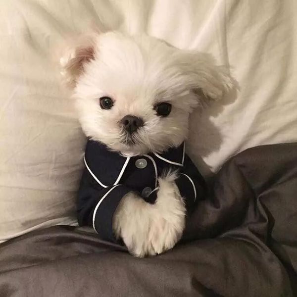 Summer dog pajamas