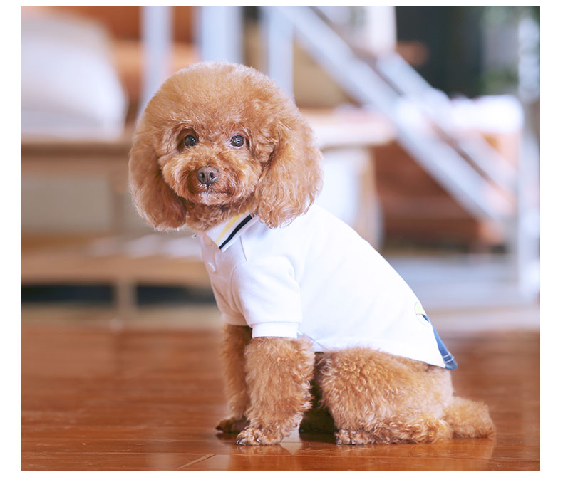 Teddy pet summer T-shirt