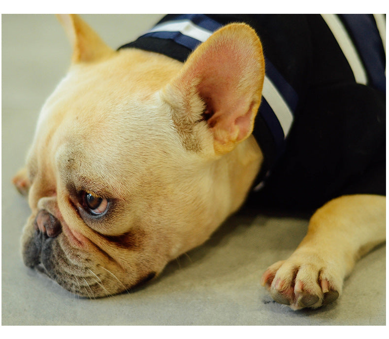 Dog clothes for autumn and winter