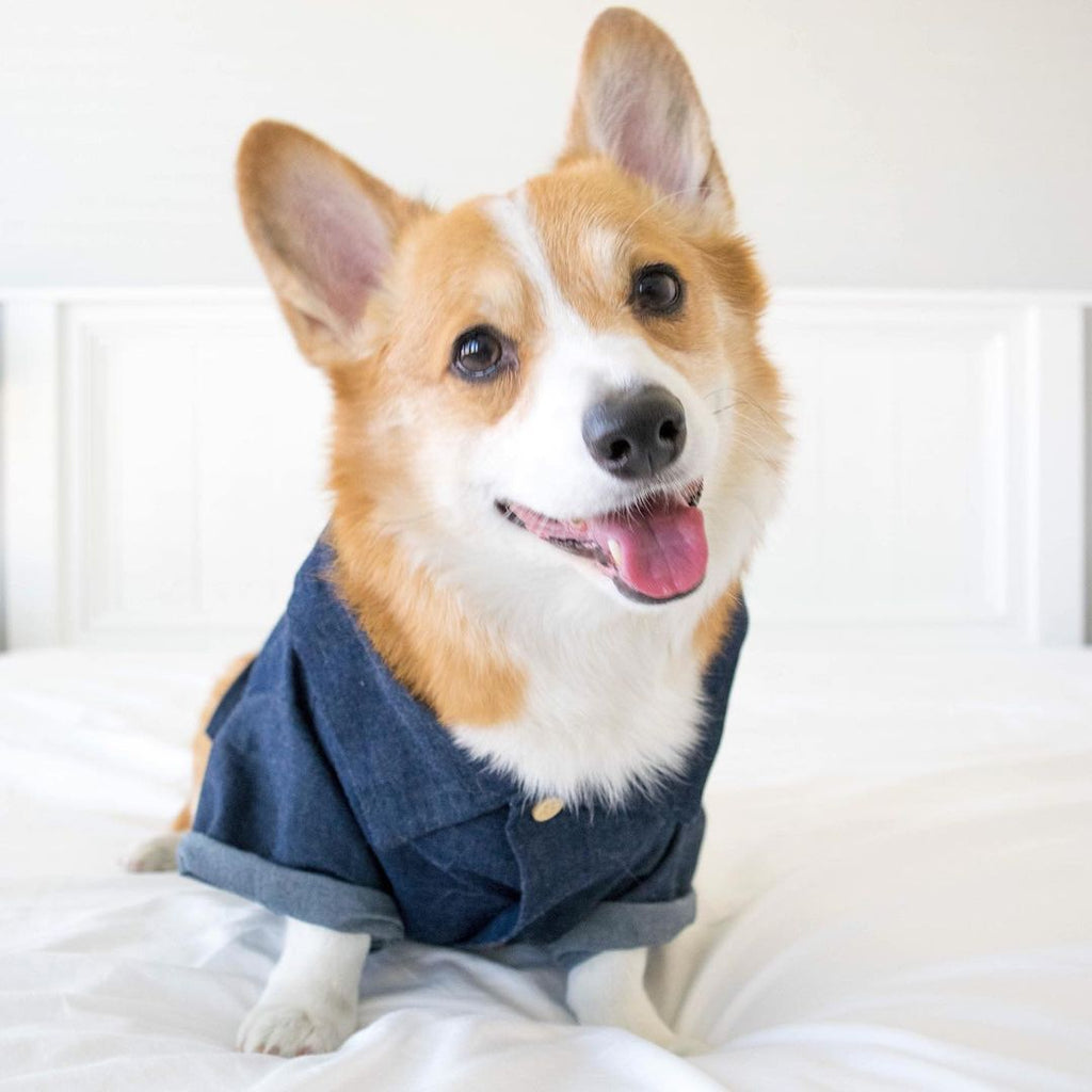 Outfits Summer Pet Printed Clothes for Small Dogs Fashion Cotton