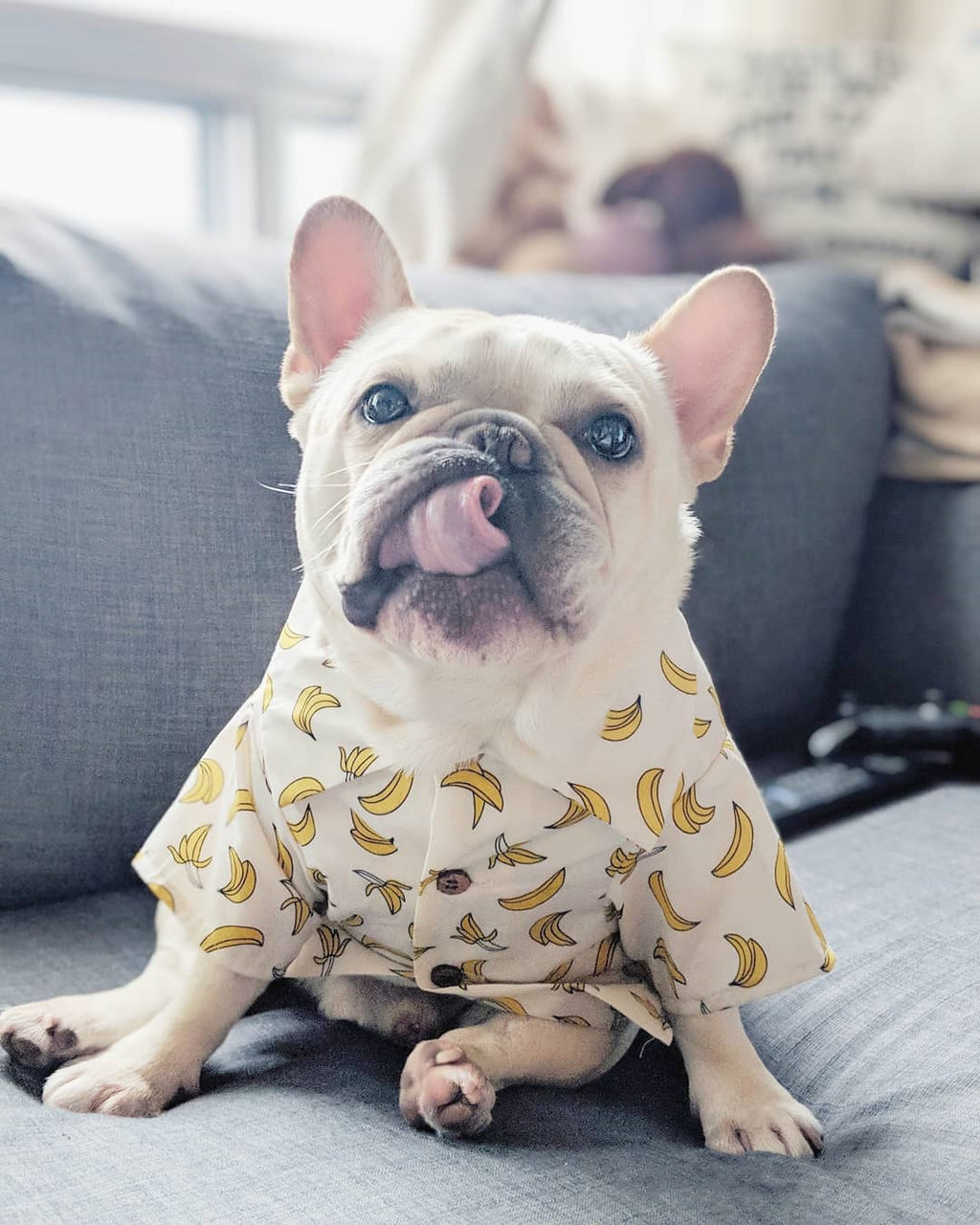 Outfits Summer Pet Printed Clothes for Small Dogs Fashion Cotton