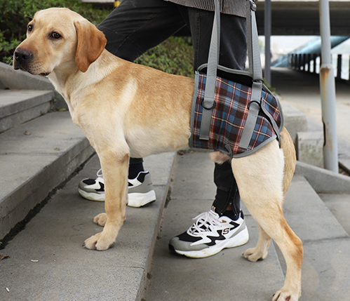 Assistive Belt For Pet Legs Hind Legs Postoperative Rehabilitation Belt For Elderly Dogs Assisted Walking Sling Leggings