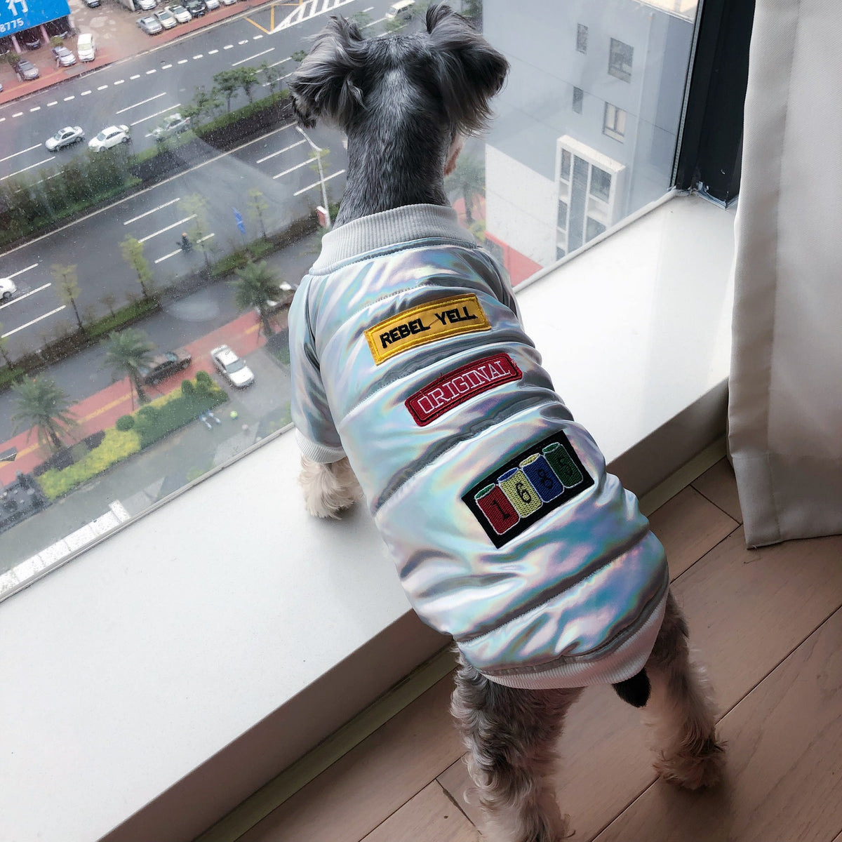 Coat Fighting Teddy Schnauzer Puppy Puppy Fall Winter