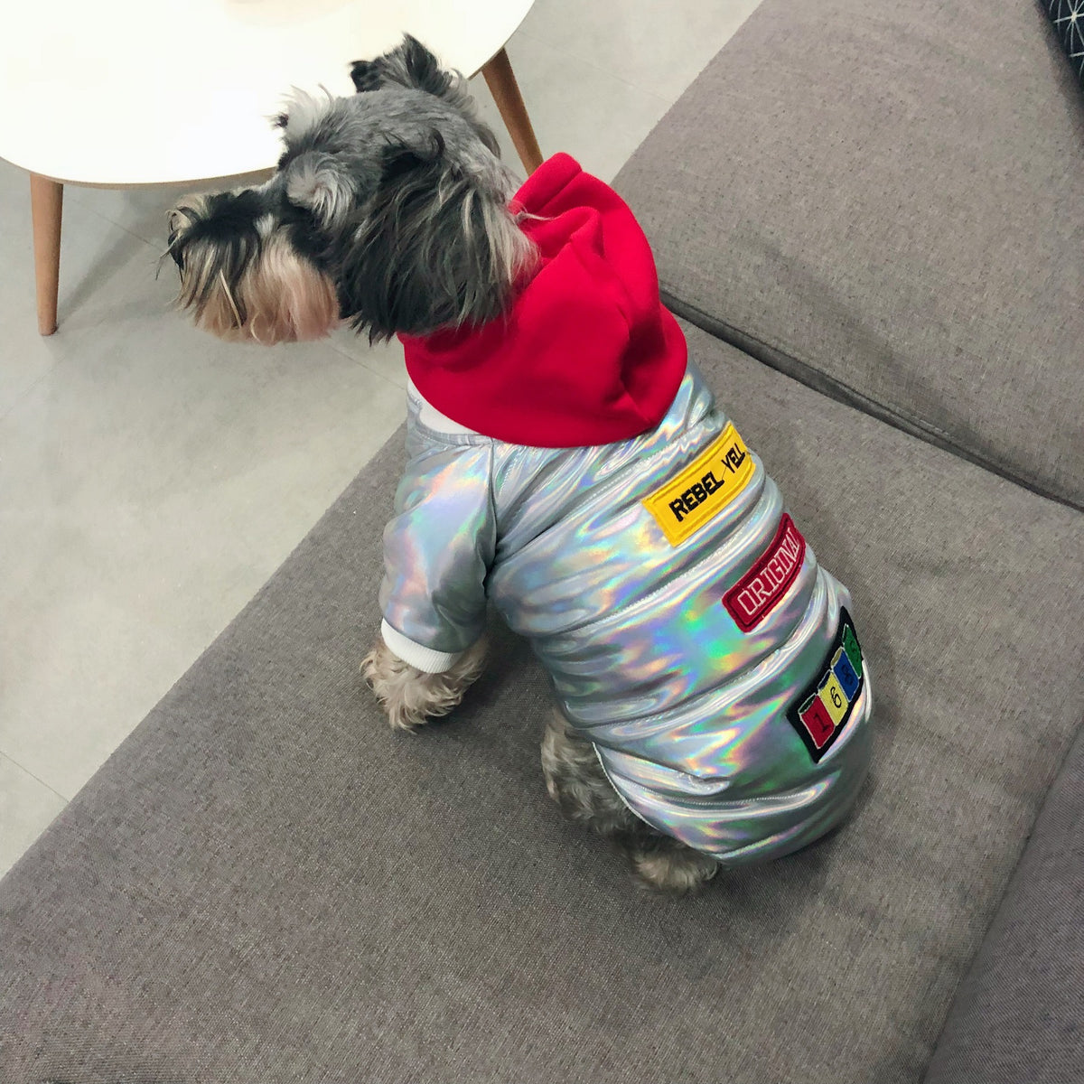Coat Fighting Teddy Schnauzer Puppy Puppy Fall Winter