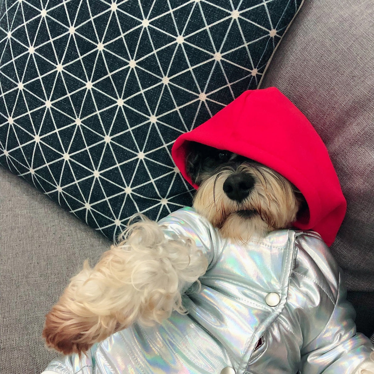 Coat Fighting Teddy Schnauzer Puppy Puppy Fall Winter