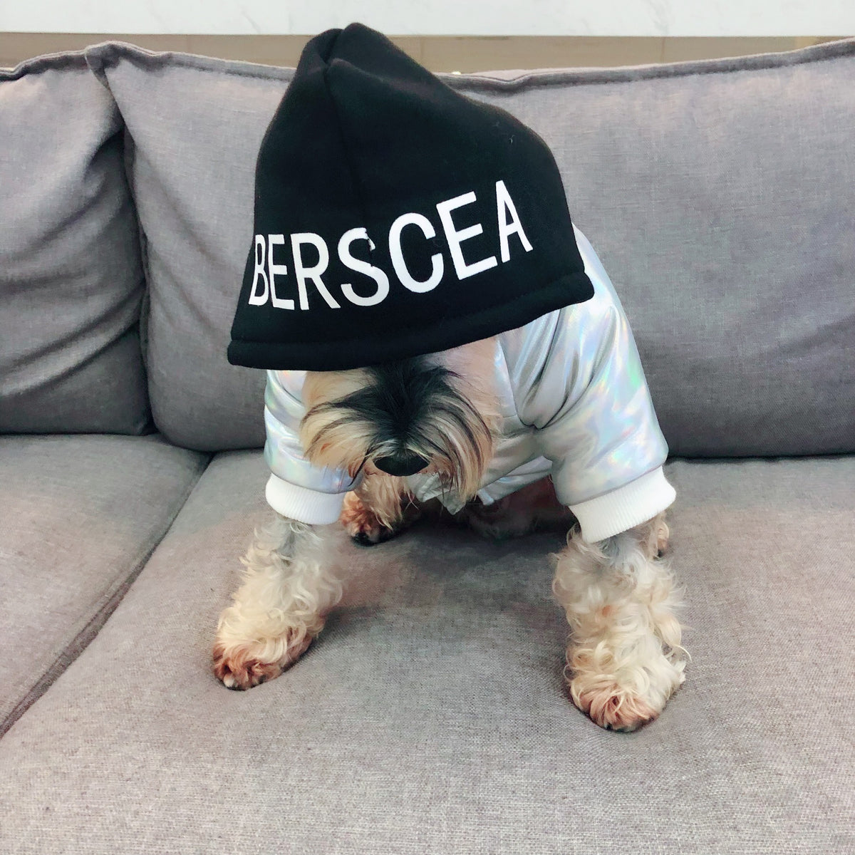Coat Fighting Teddy Schnauzer Puppy Puppy Fall Winter