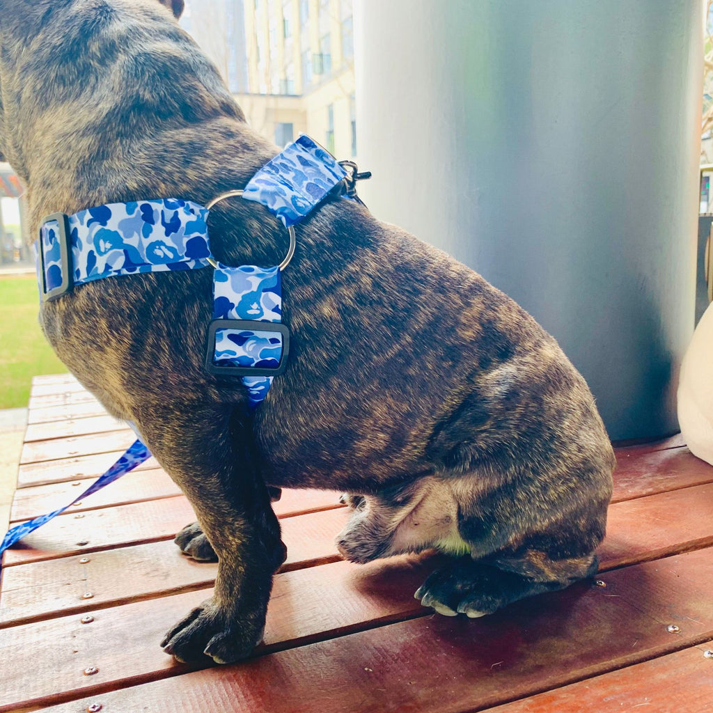 Dog Leash Method To Fight Schnauzer Explosion-proof Chest Strap