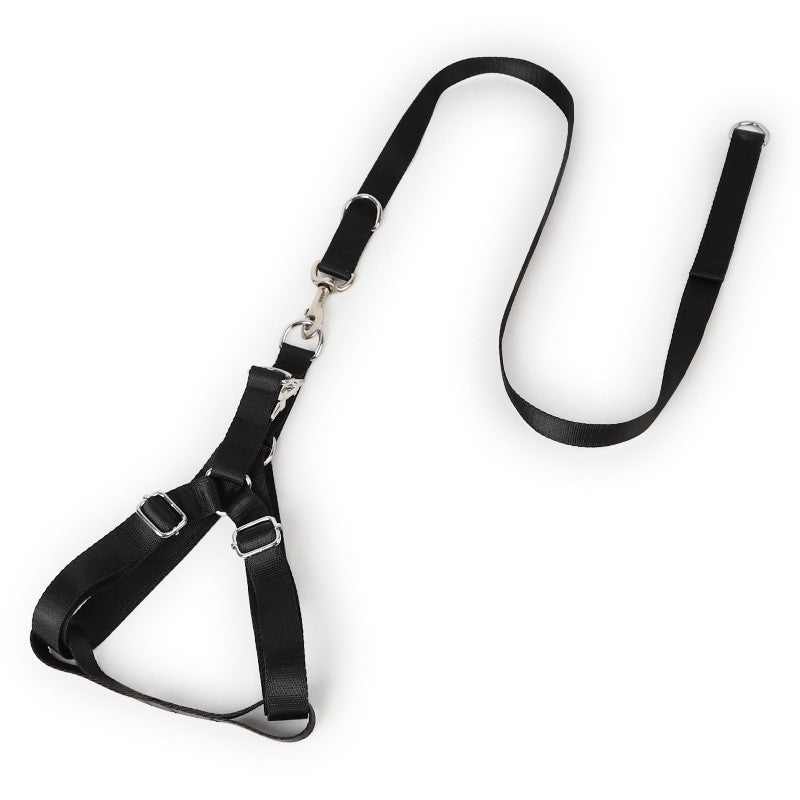 Golden Wool Edged Shepherd Husky With Big Dog Leash