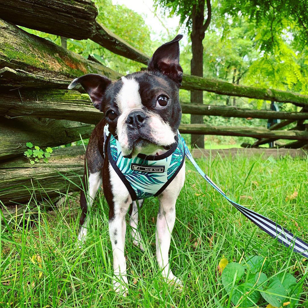 Pet traction rope chest strap