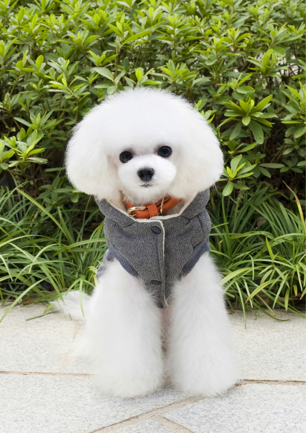 Teddy Pet Clothing Two-leg Cotton-padded Clothes