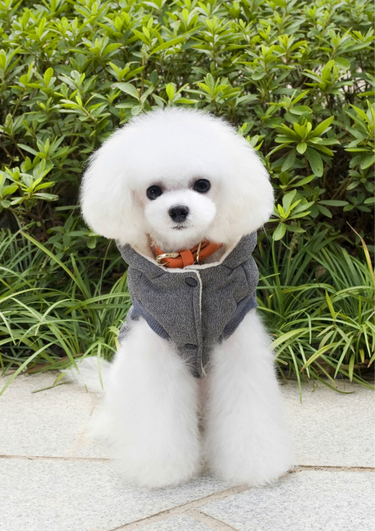Teddy Pet Clothing Two-leg Cotton-padded Clothes