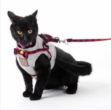 Kitty Cat Harness Offer