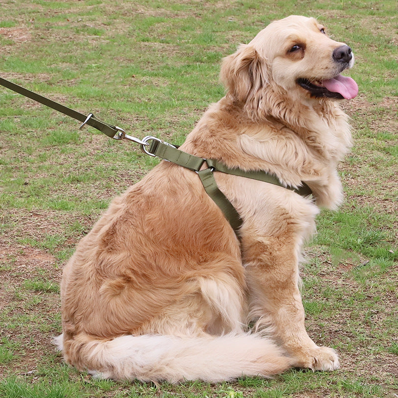 Golden Wool Edged Shepherd Husky With Big Dog Leash