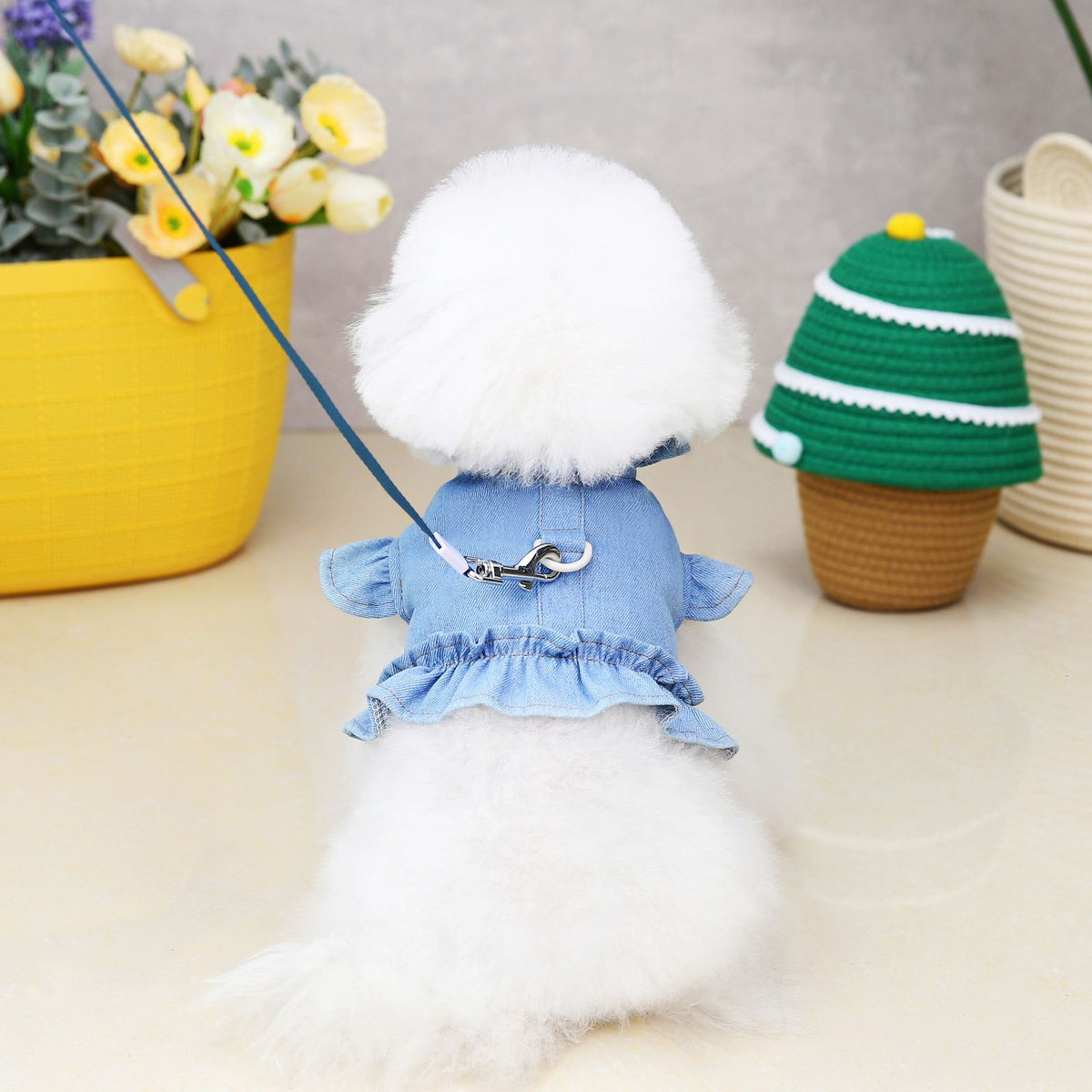 Clothes Summer Dog Not With Rope
