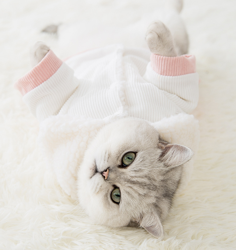 Cartoon pet cotton