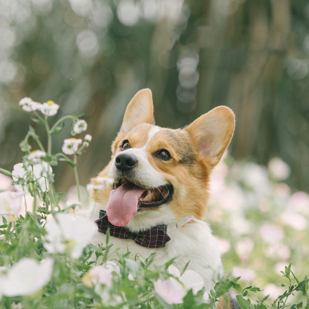 Dog Cute Fashion Bow Tie Handmade Bow Collar
