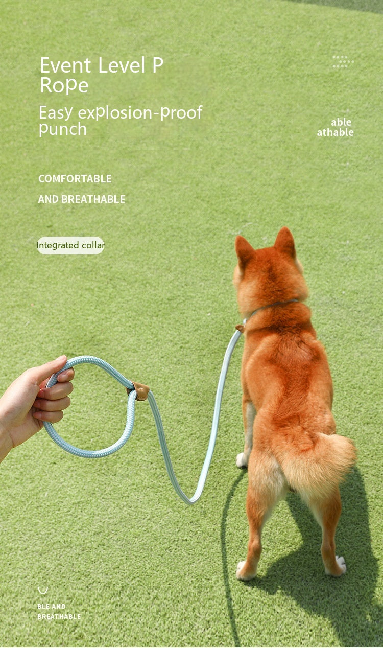 Household Dog Pet Hand Holding Rope