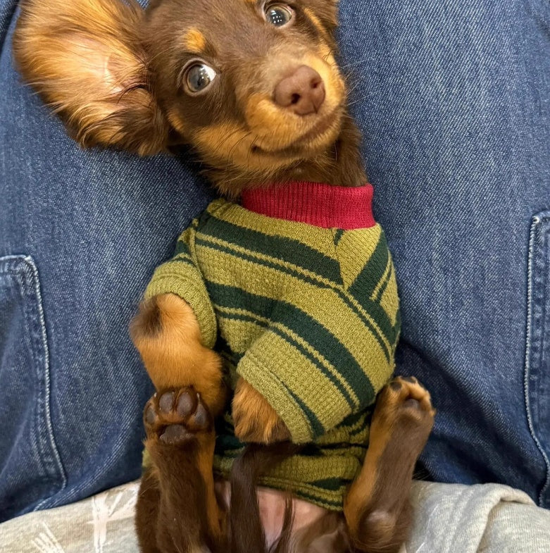A Cute Green Striped Two-legged Vest