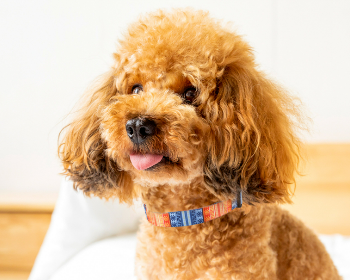 Digital Printing Adjustable Pet Collar