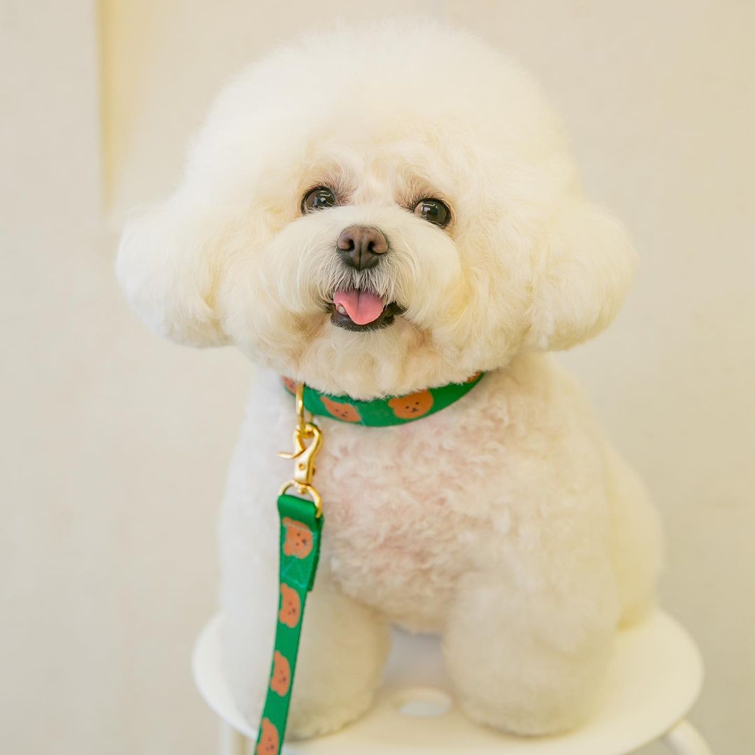 New Dog Pet Bear Cute Traction Soft And Durable Rope