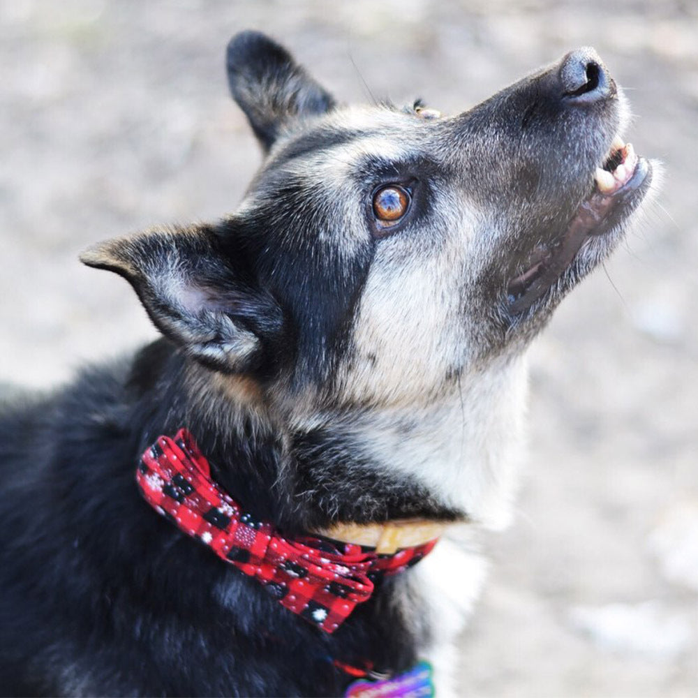 Christmas snowflake red bow collar