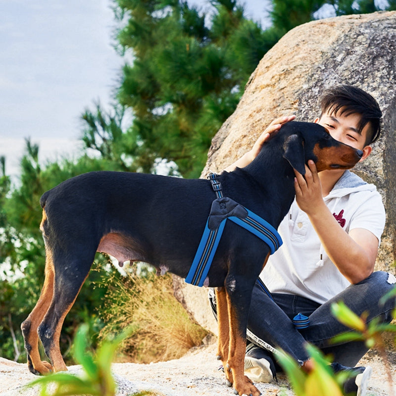 Reflective leash for dog