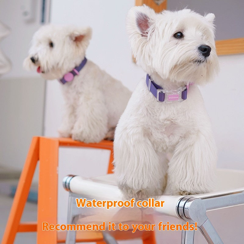 Dog Collar Dog Hand Holding Rope