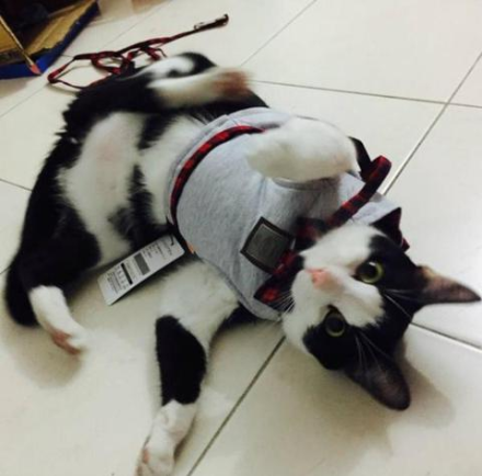 Kitty Cat Harness Offer