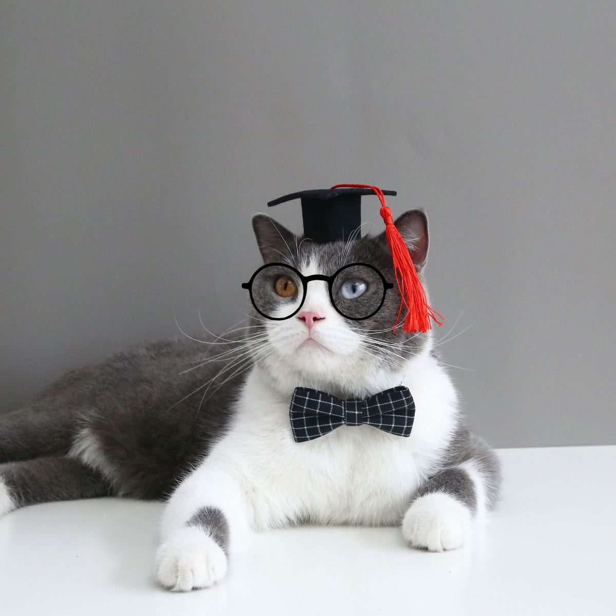 Pet Cat Dog Doctor's Degree Hair Band Bow Tie