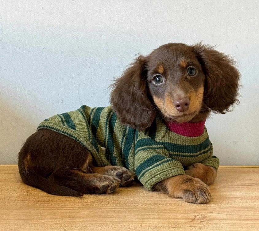 A Cute Green Striped Two-legged Vest