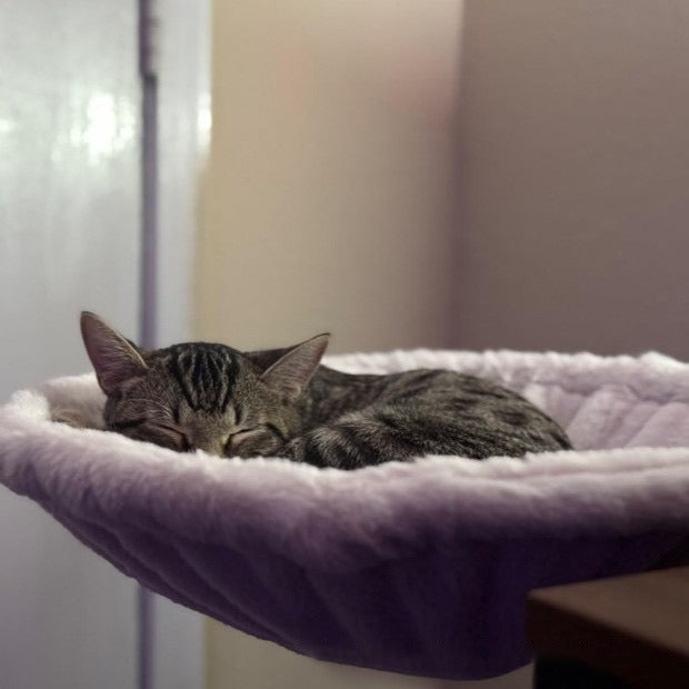 Cat Hammock Adjustable Ergonomic Kitten Bed