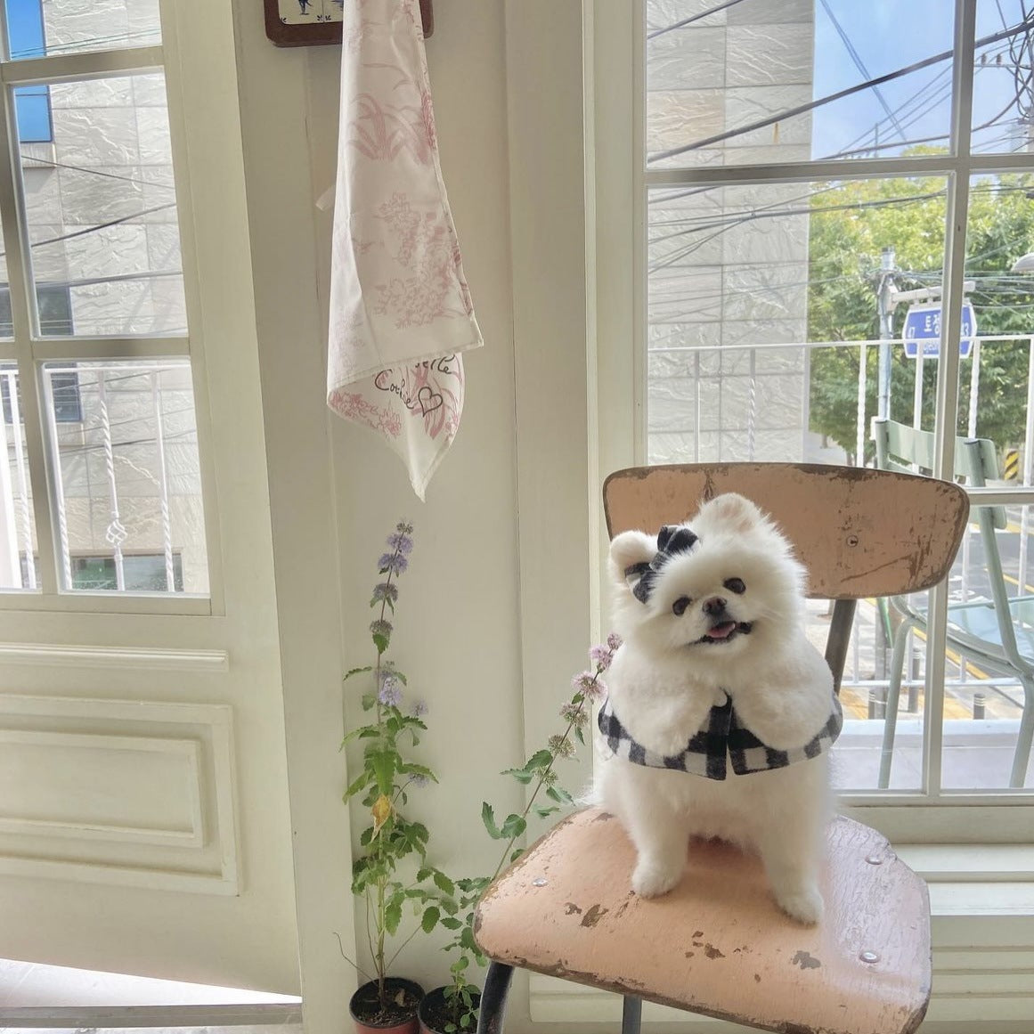 Korean Plaid Pet Cape Scarf And Hat Set