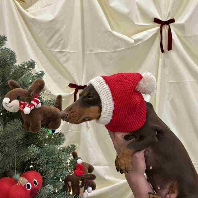 Christmas Dress Up Warm Plush Dachshund Hat