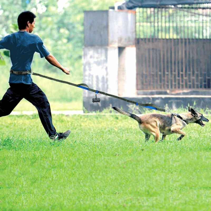direct pet supplies multi-function running reflective pull dog leash double elastic dog leash traction