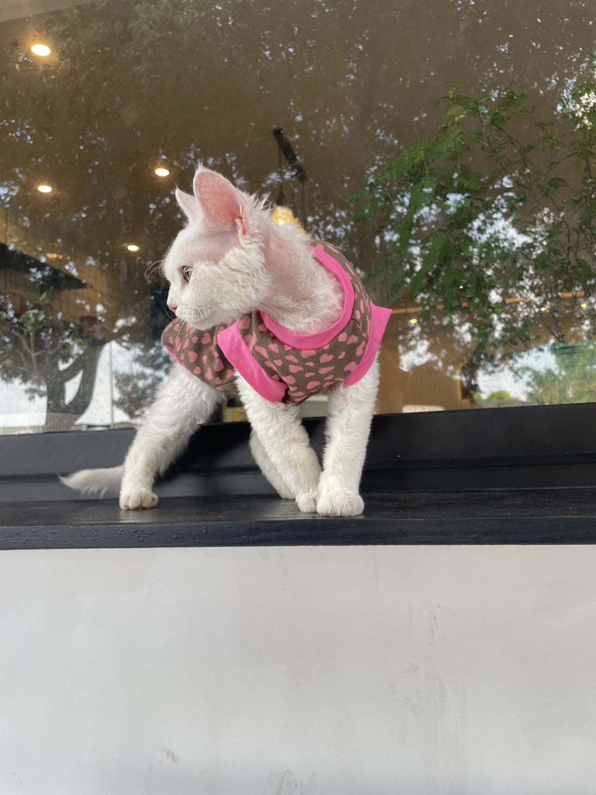 Sphynx Cat Cotton Summer Shirt Hearts Pattern For Hairless Cats
