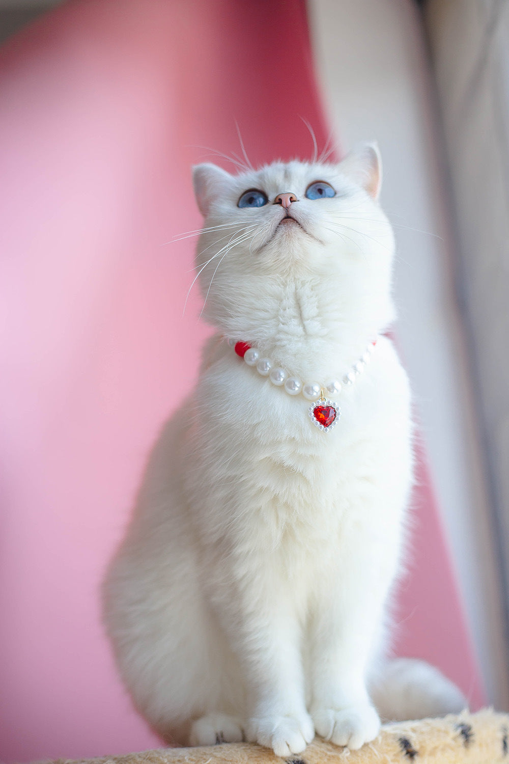 Pet Cat Beads Love Necklace