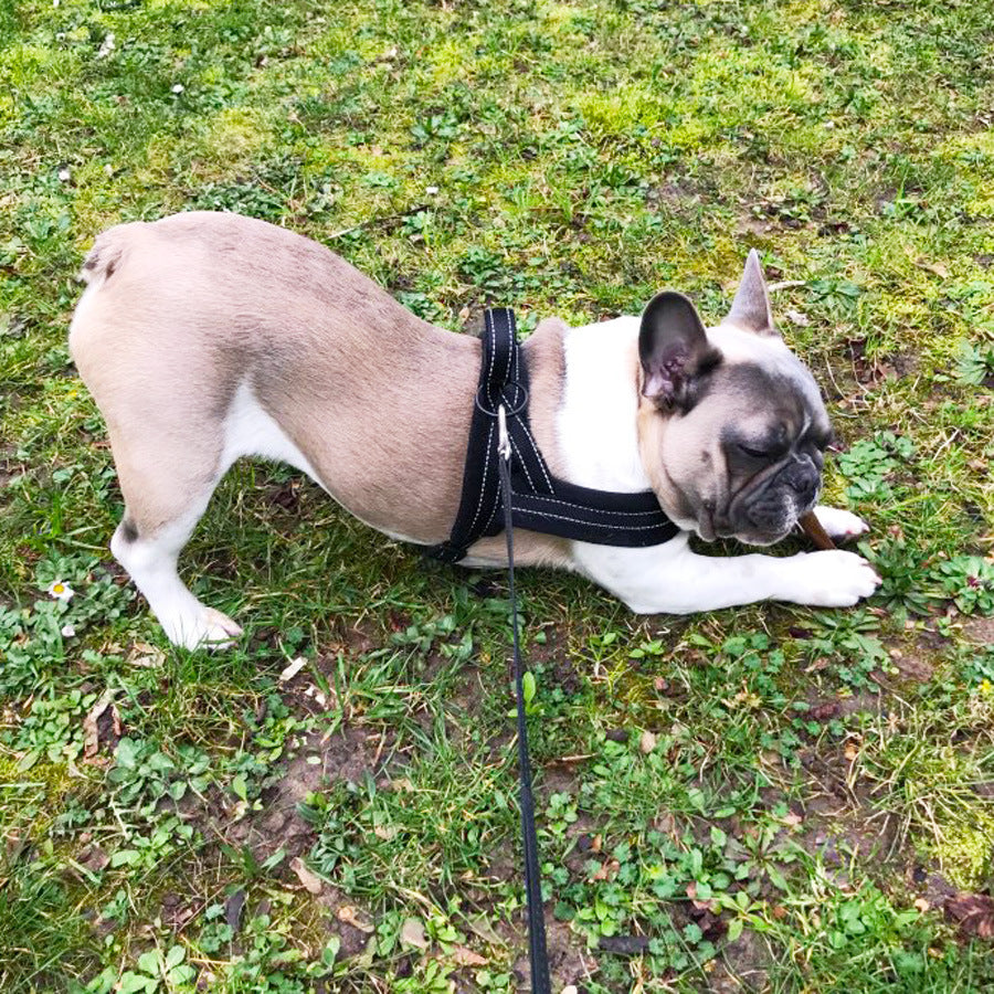 Pet Chest Strap With Flap For Comfortable Lining And Dog Leash