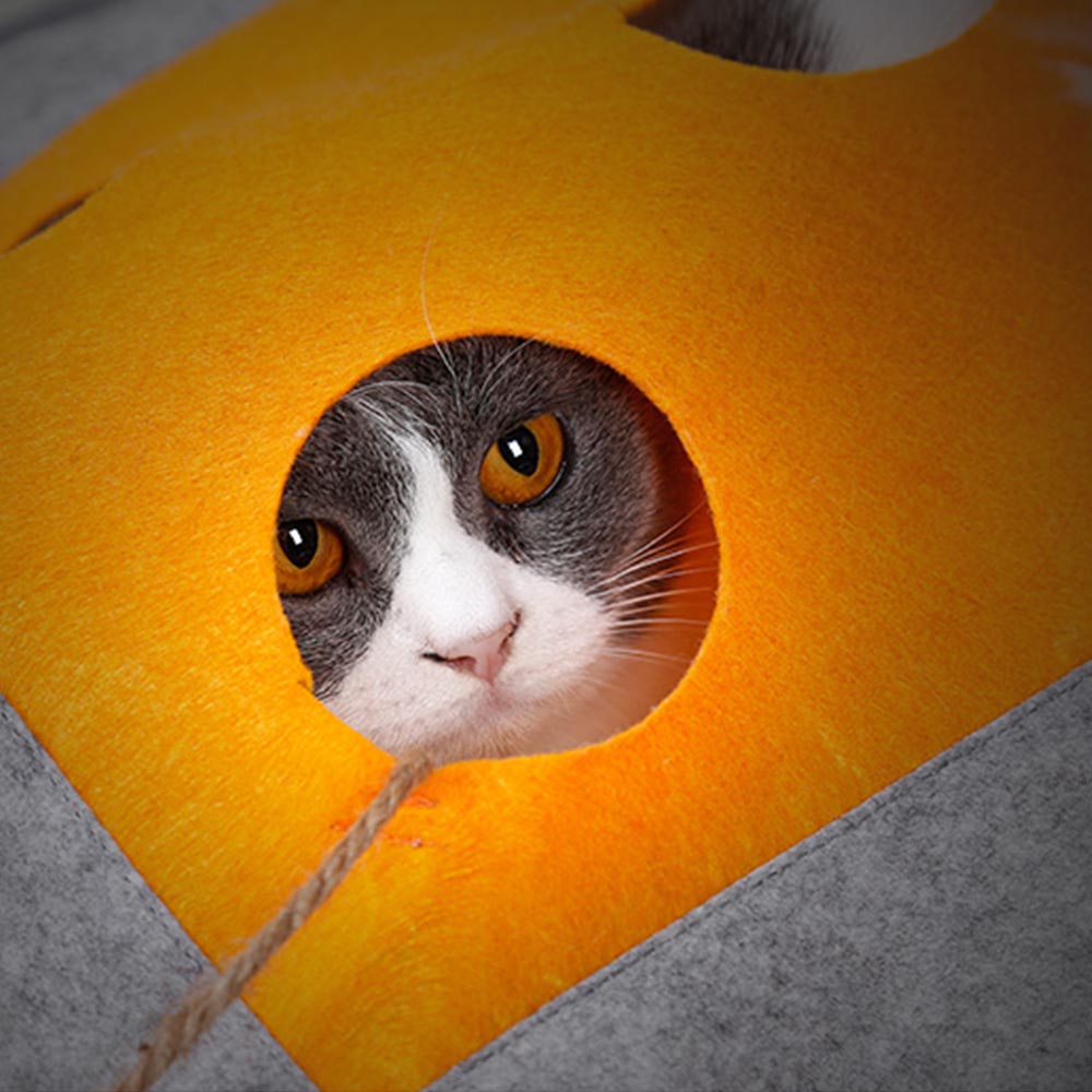 Cat scratching a blanket