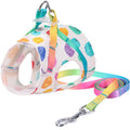 Pet Small Or Medium Sized Dog On A Chested Leash