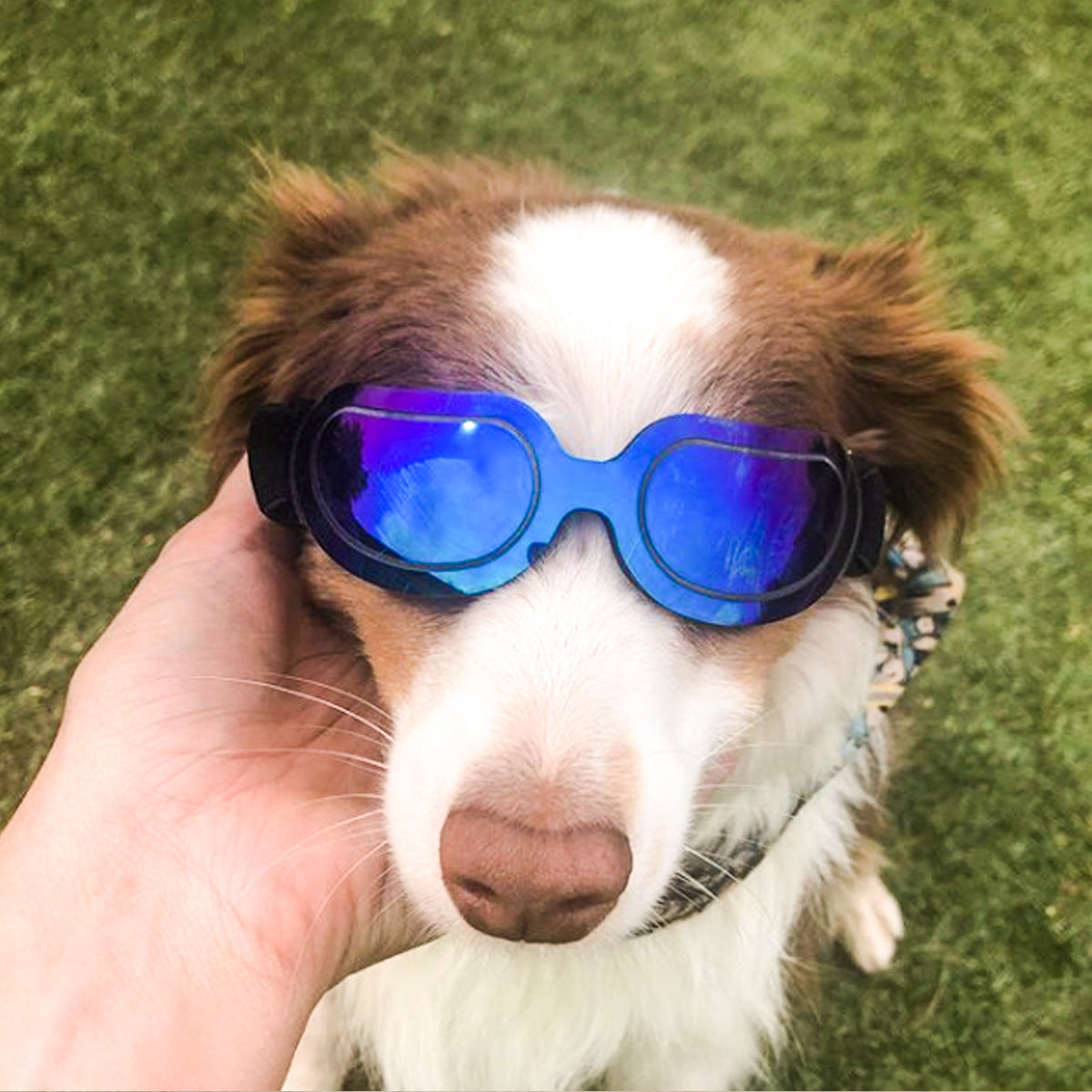 Pet supplies colorful dog glasses sunglasses cat sunglasses