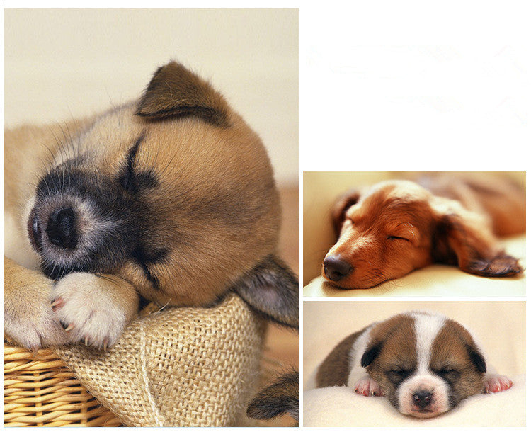 Small and medium-sized dog pet nest