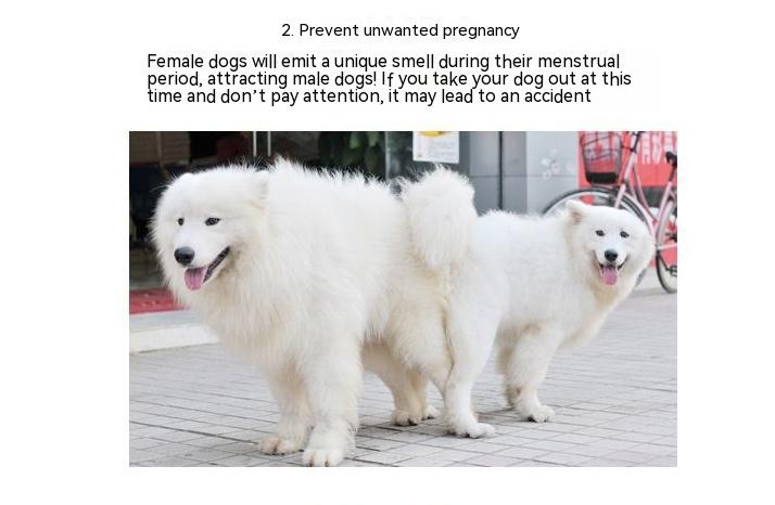 Pet Big Dog Menstrual Panties Menstrual Underwear Anti-harassment Menstrual Panties Pet Dog Underwear