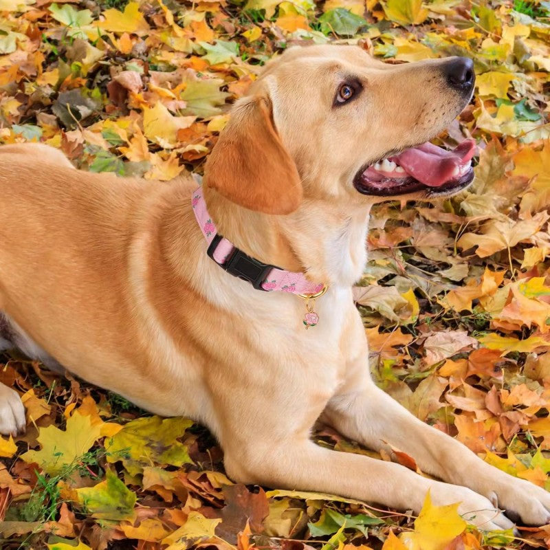 Adjustable Dog Collar For Traction
