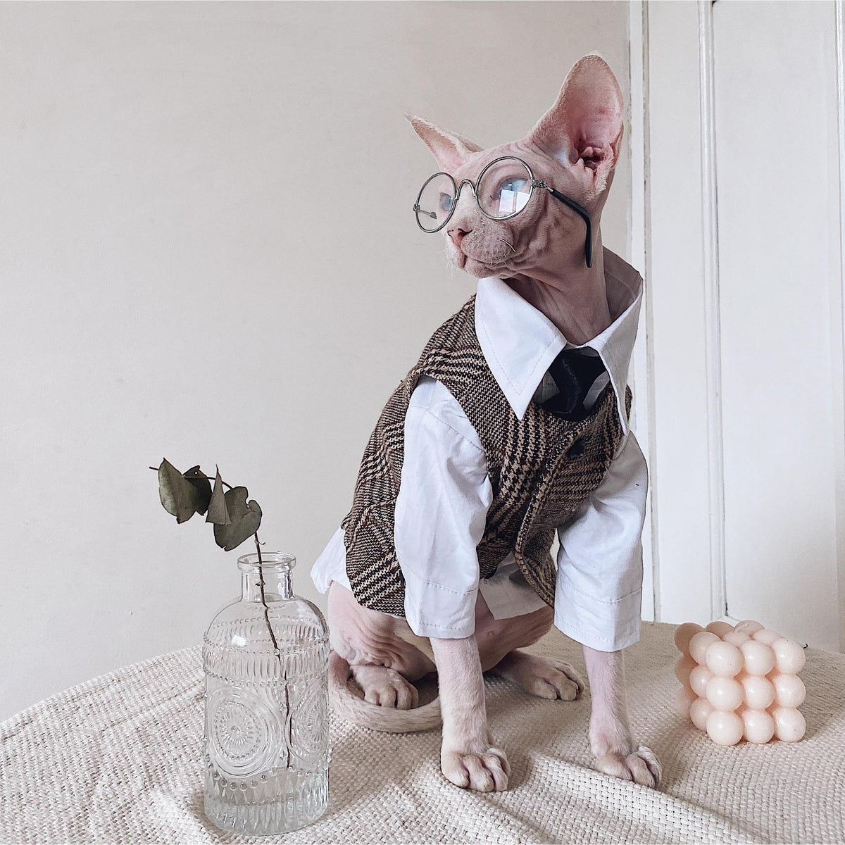 Sphynx Cat Dress Shirt Tie Vest Blazer Set For Hairless Cats