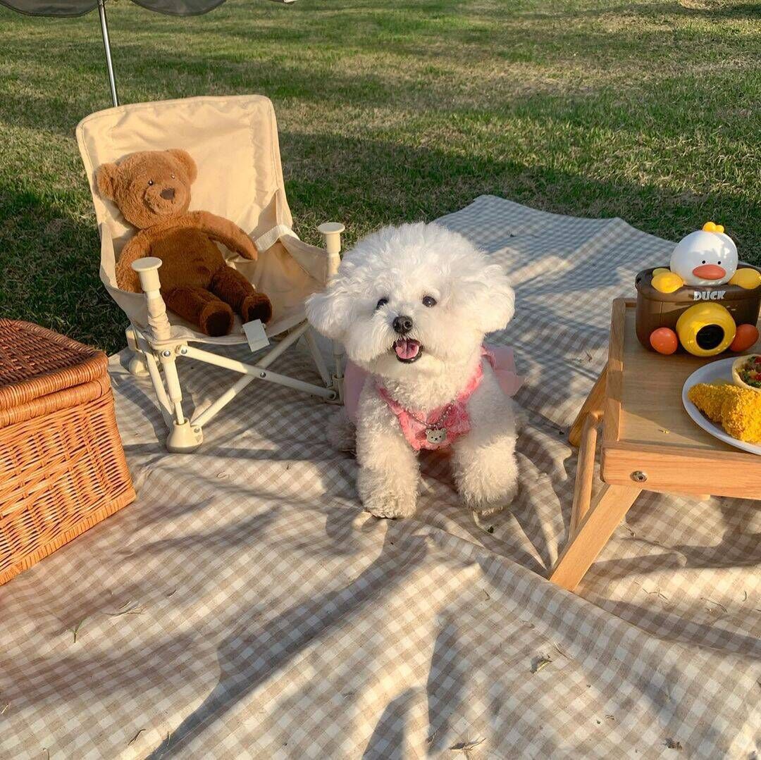 Spring And Summer Fashion Pet Dress