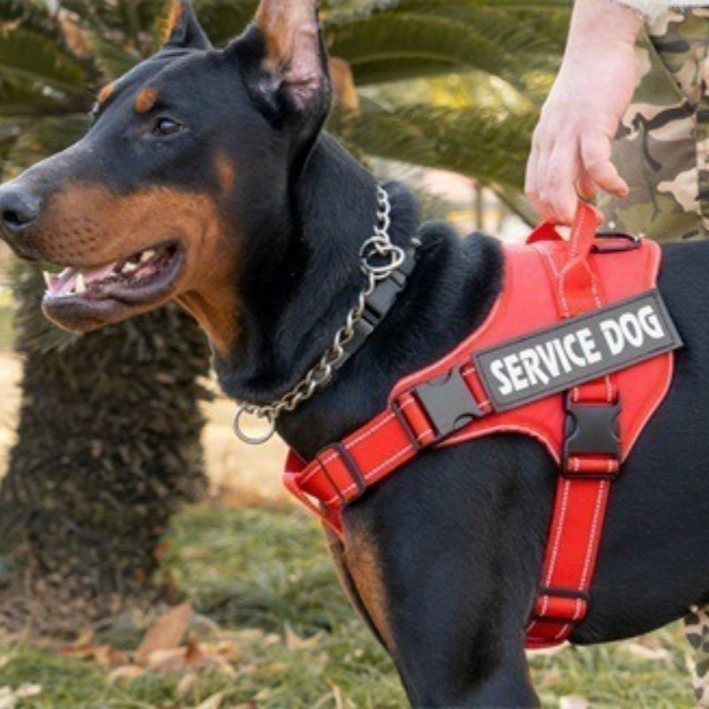 New Tactical Dog Leash And Harness