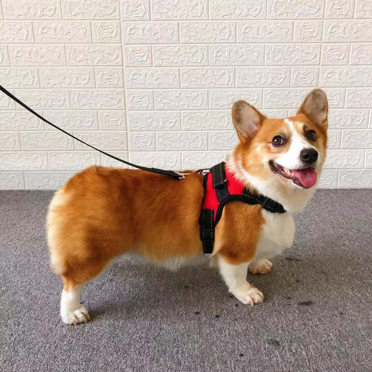 Small Dog Vest Type Rope Chest Back