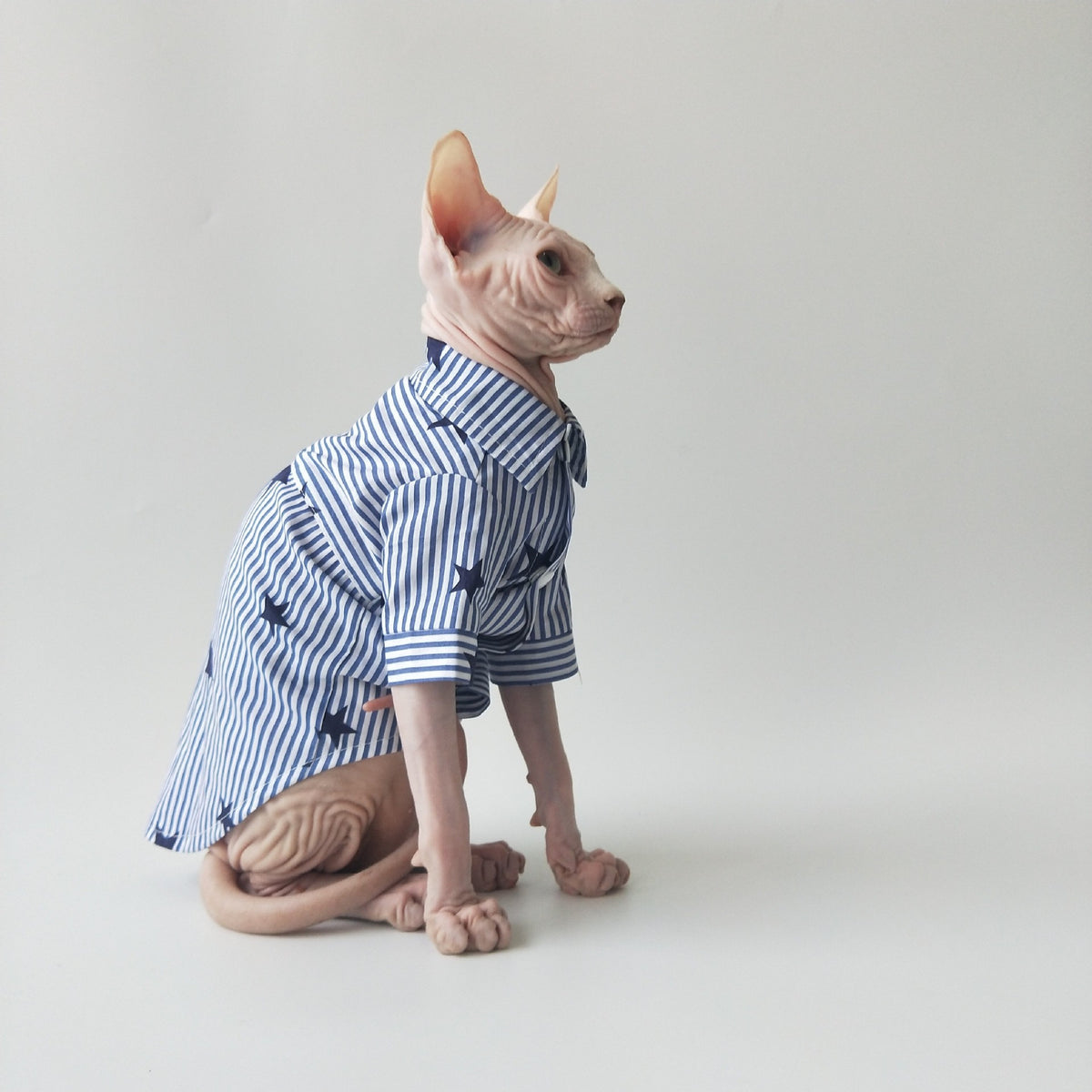 Sphynx Cat Cotton Shirt With Tie Blue Striped With Stars Pattern